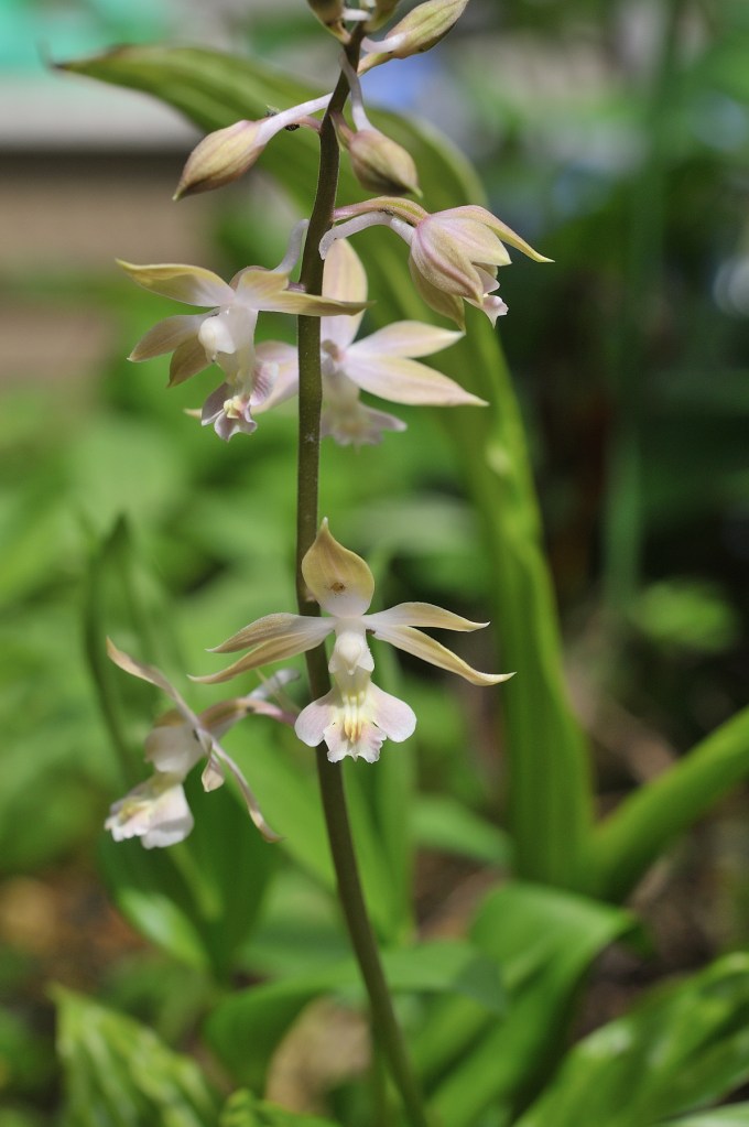 八丈島産エビネ