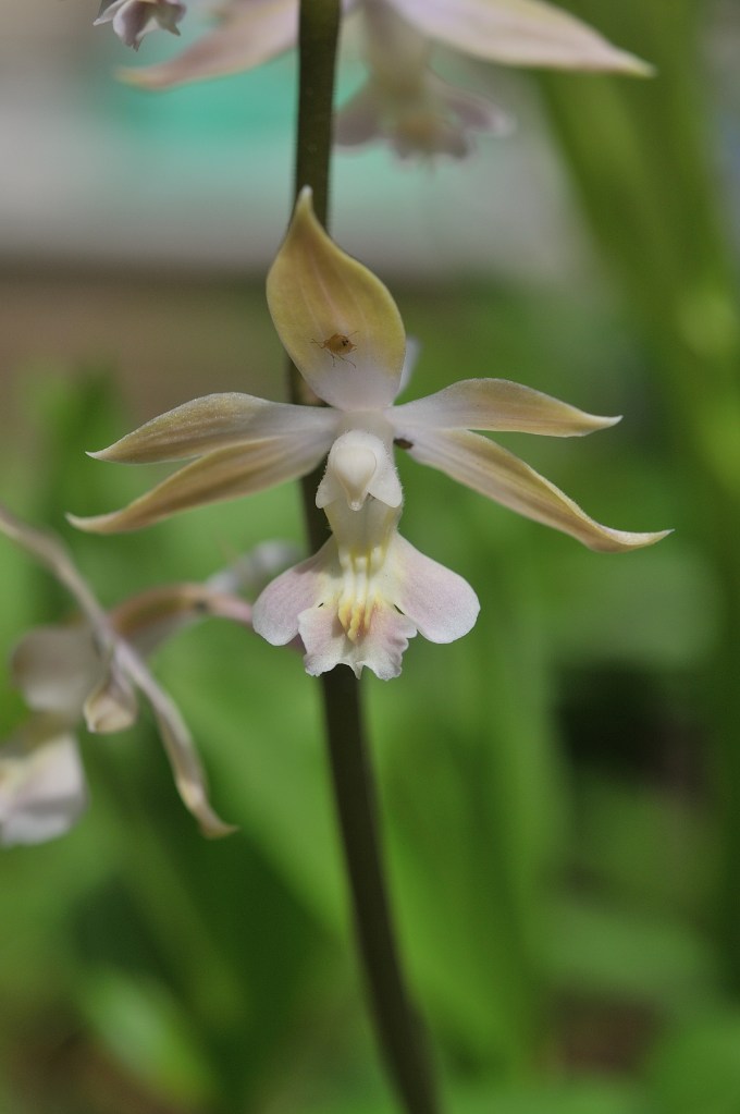 八丈島産エビネ
