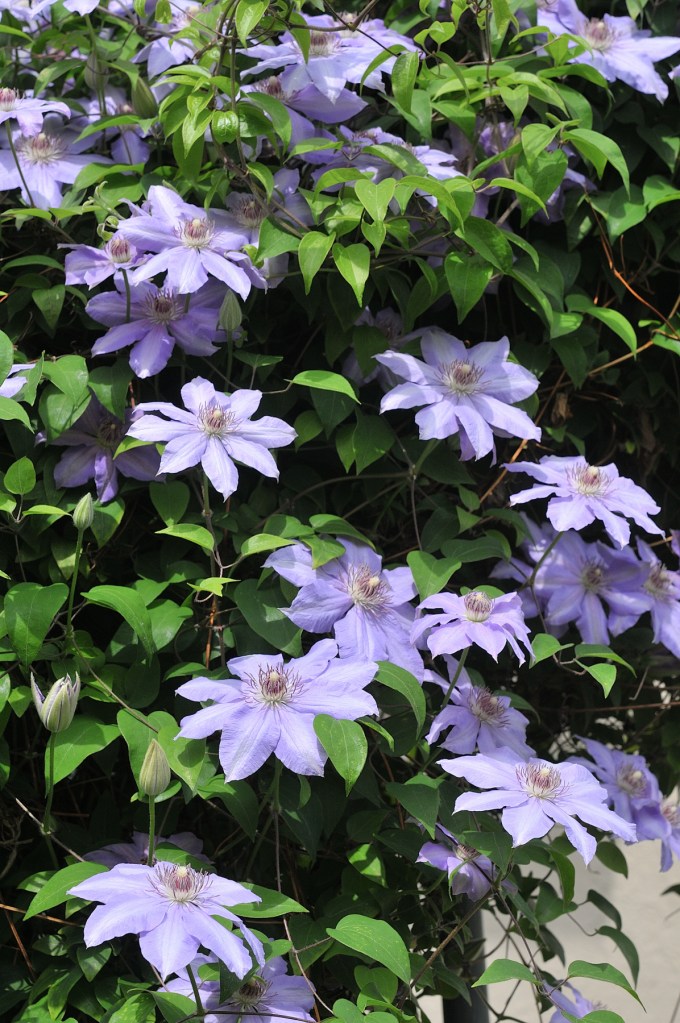 カザグルマが満開