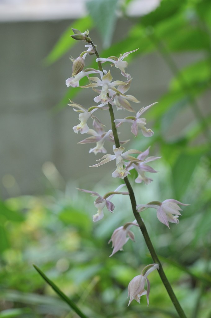 八丈島産エビネ