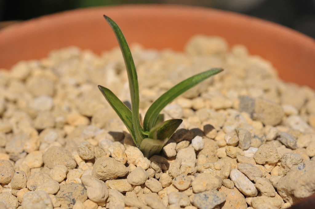 ミヤマスカシユリ