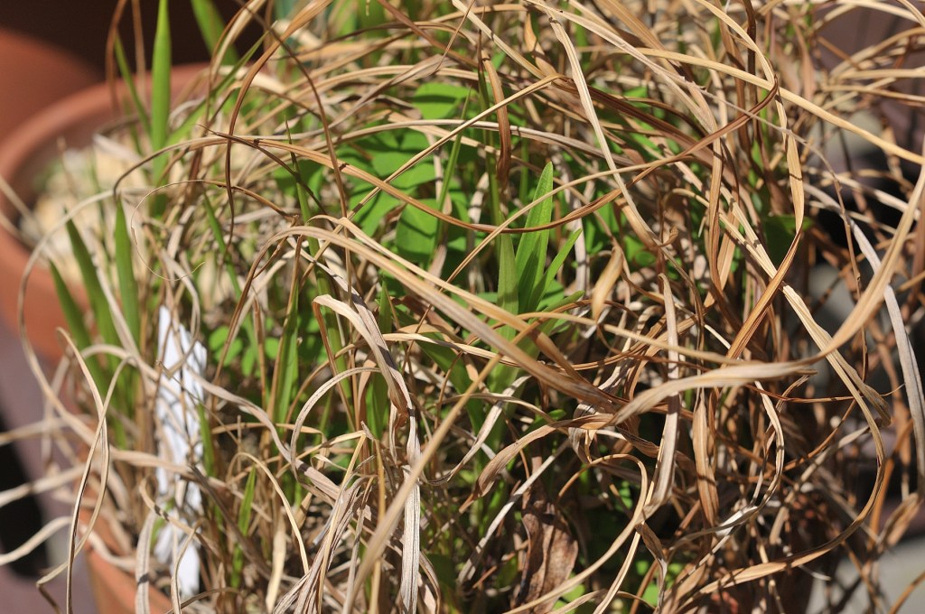 ミヤマスカシユリ
