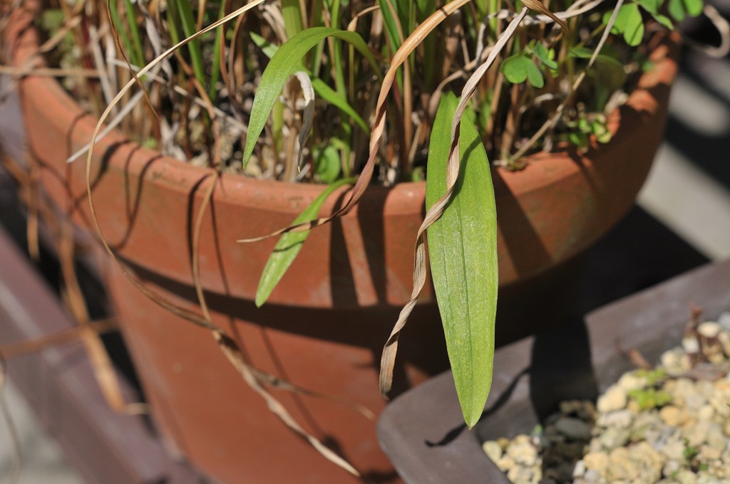 ミヤマスカシユリ