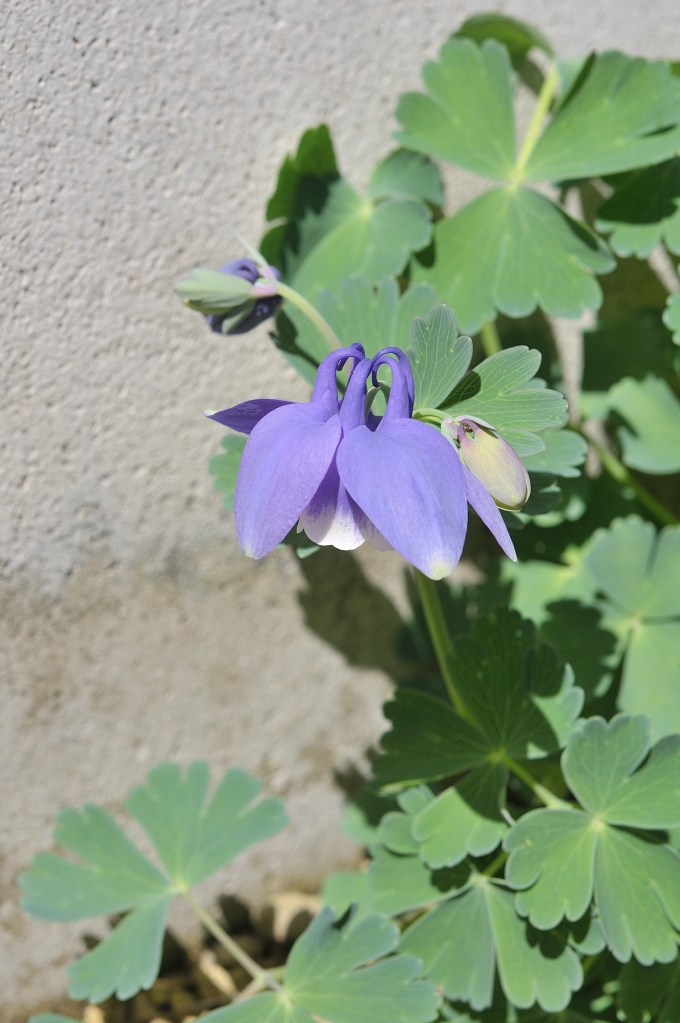 ミヤマオダマキ
