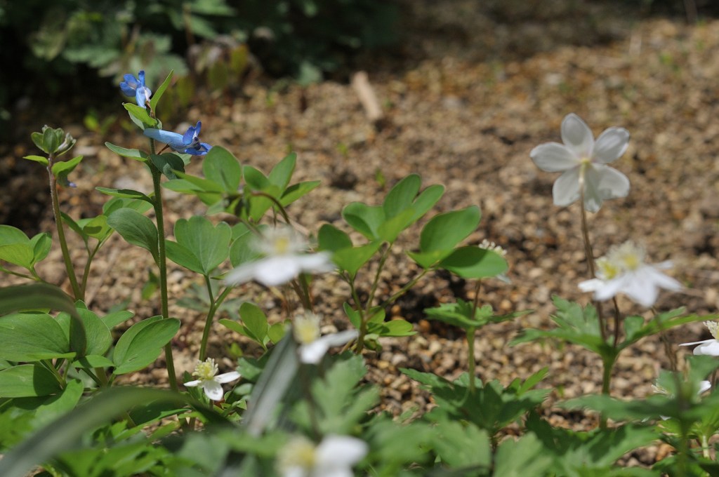 ニリンソウとエゾエンゴサク