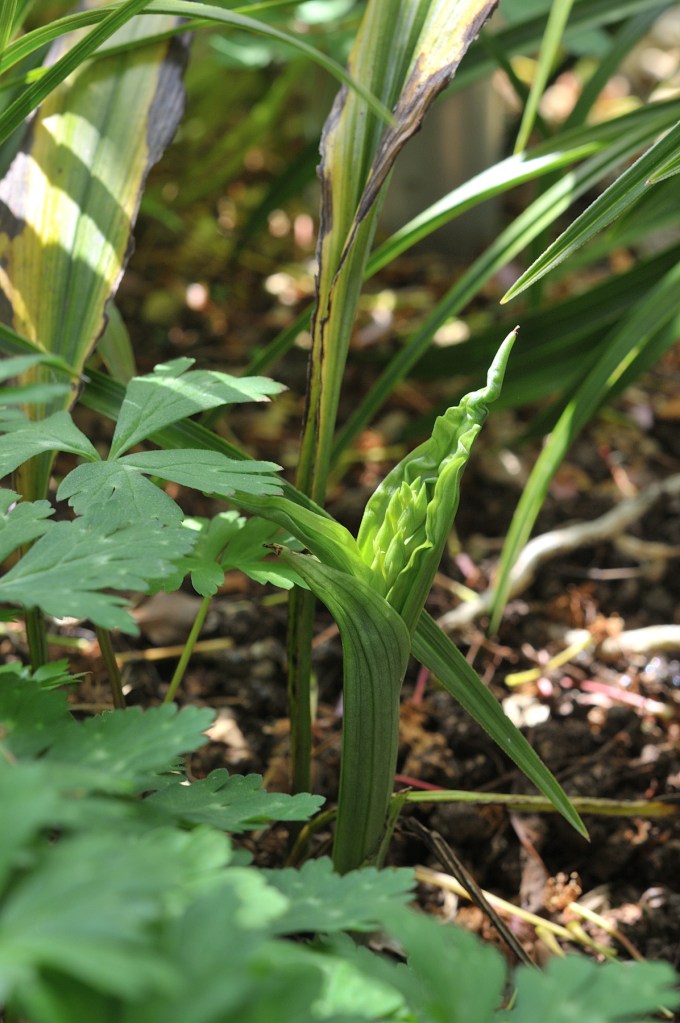 八丈島産エビネ・八丈天音