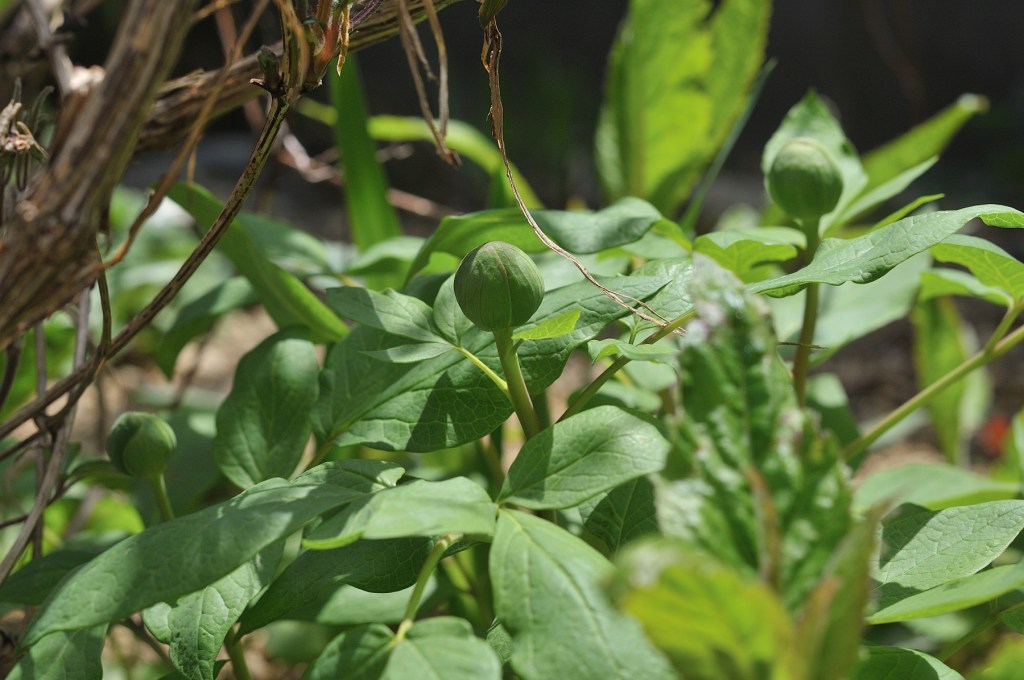 ヤマシャクヤク