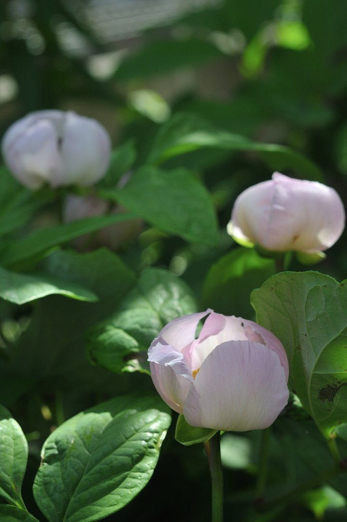 べにばなやましゃくやく
