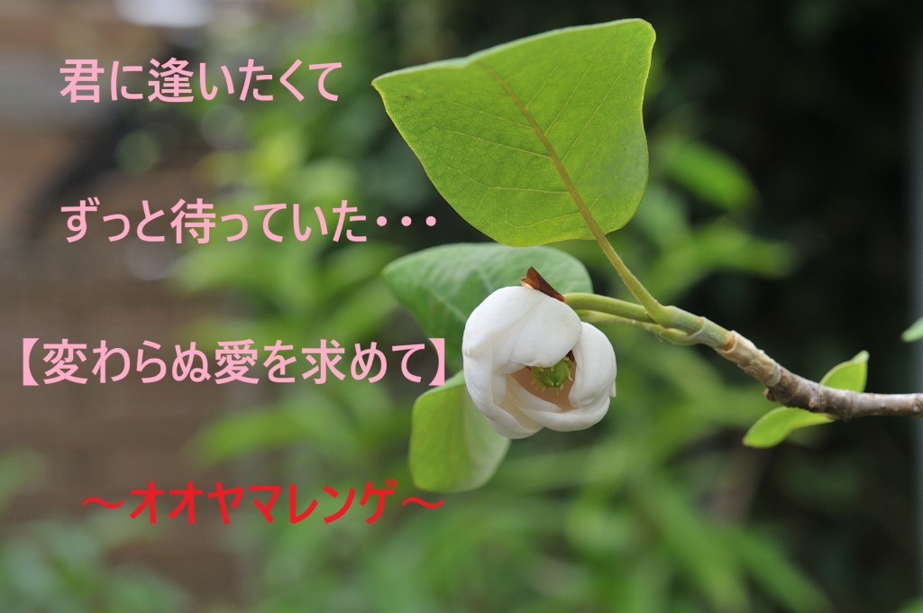 オオヤマレンゲの花