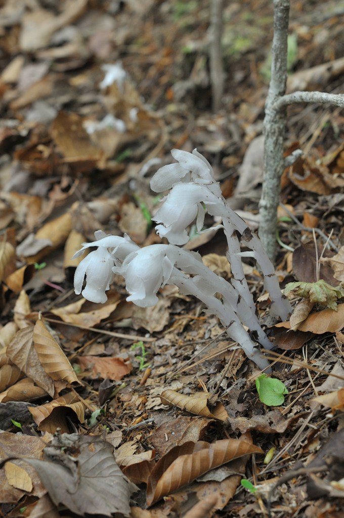 ギンリョウソウ