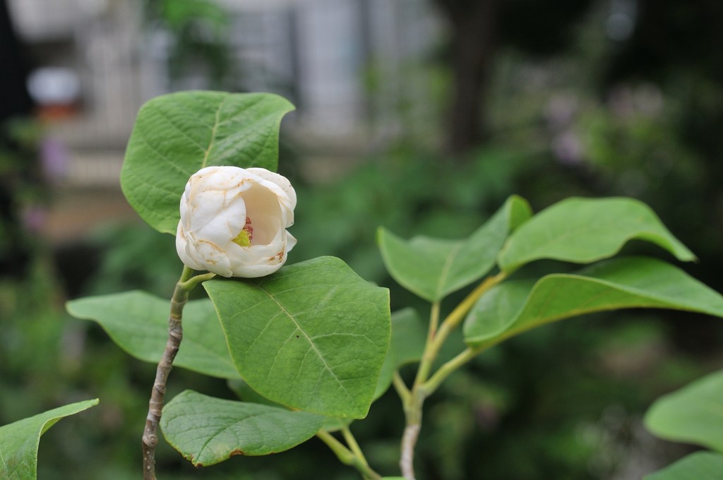 オオヤマレンゲ
