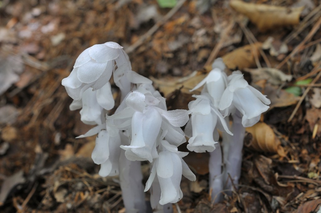 ぎんりょうそう