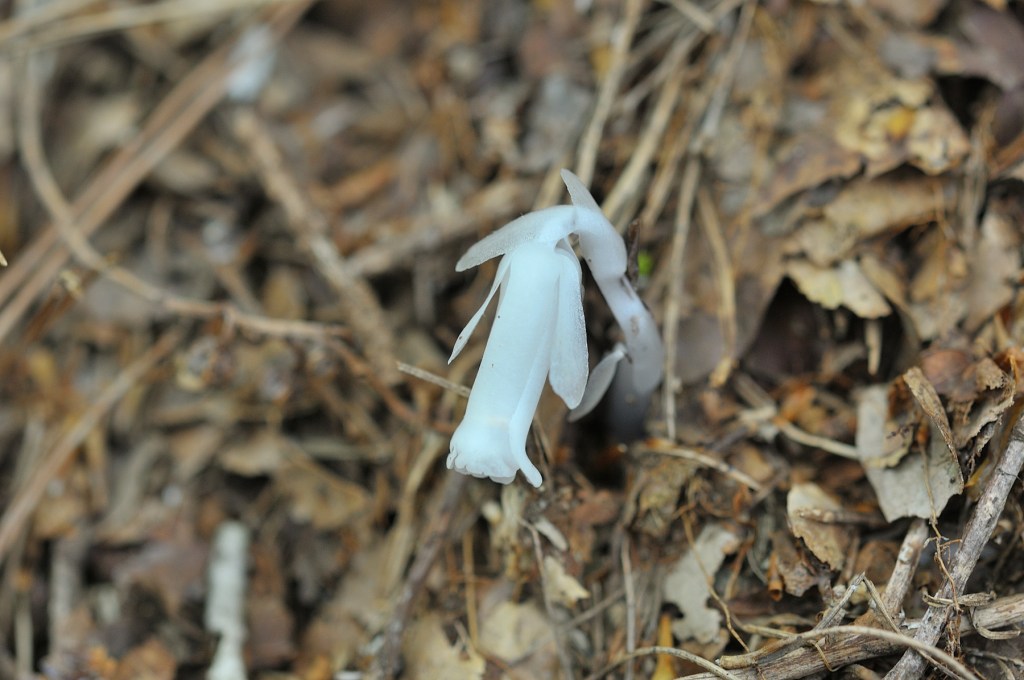 ギンリョウソウ