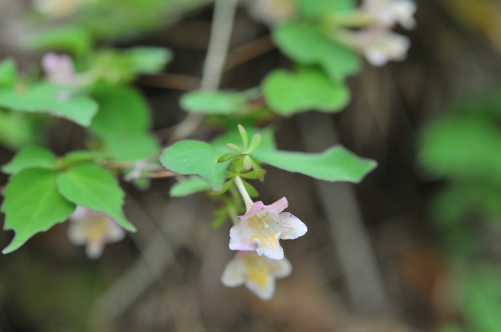 タキネツクバネウツギ