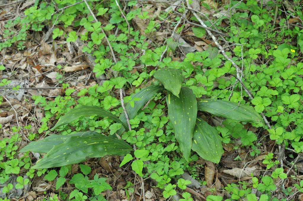サイハイランの葉っぱ