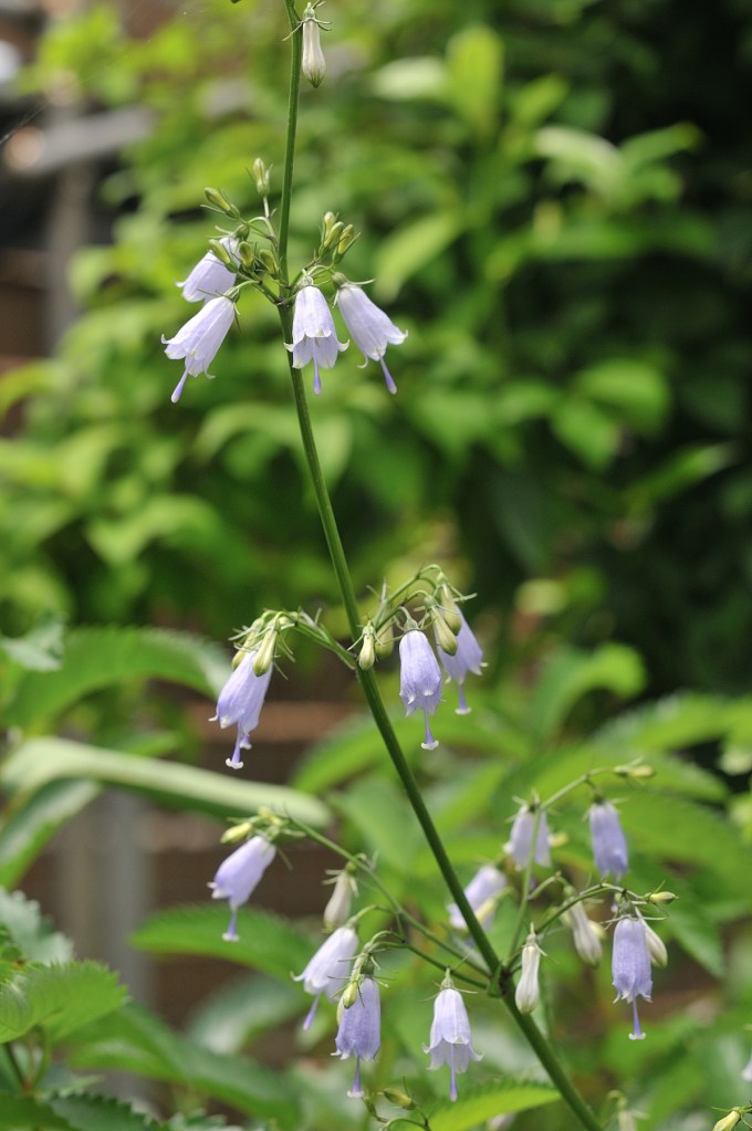 ハクサンシャジン