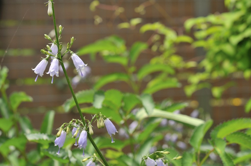 ハクサンシャジン