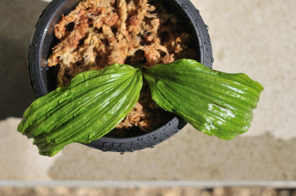 御蔵島産エビネ