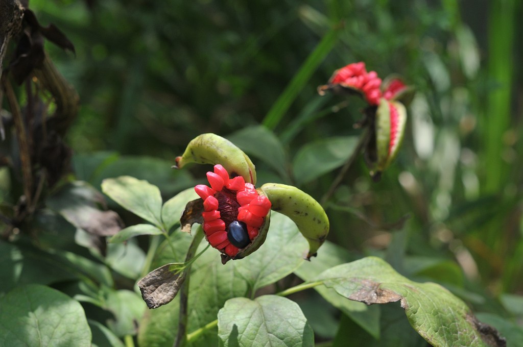 ヤマシャクヤクの実