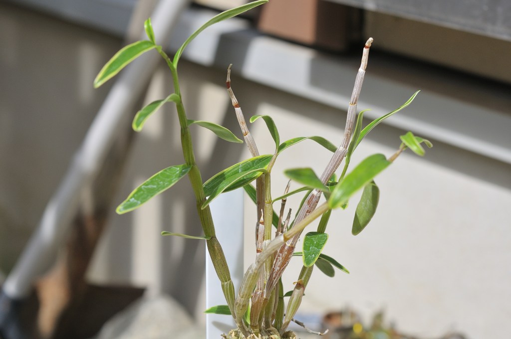 セッコク・黒髪覆輪