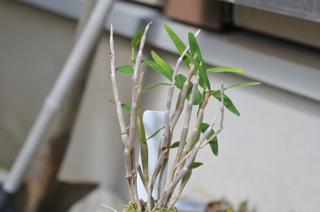 セッコク、竜門１５