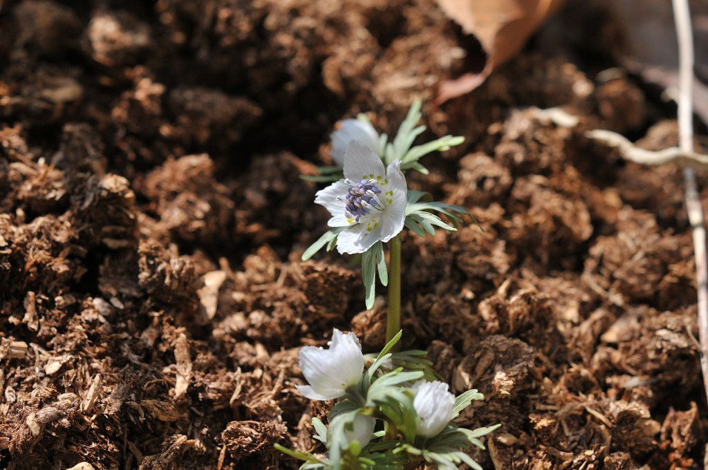 セツブンソウの花