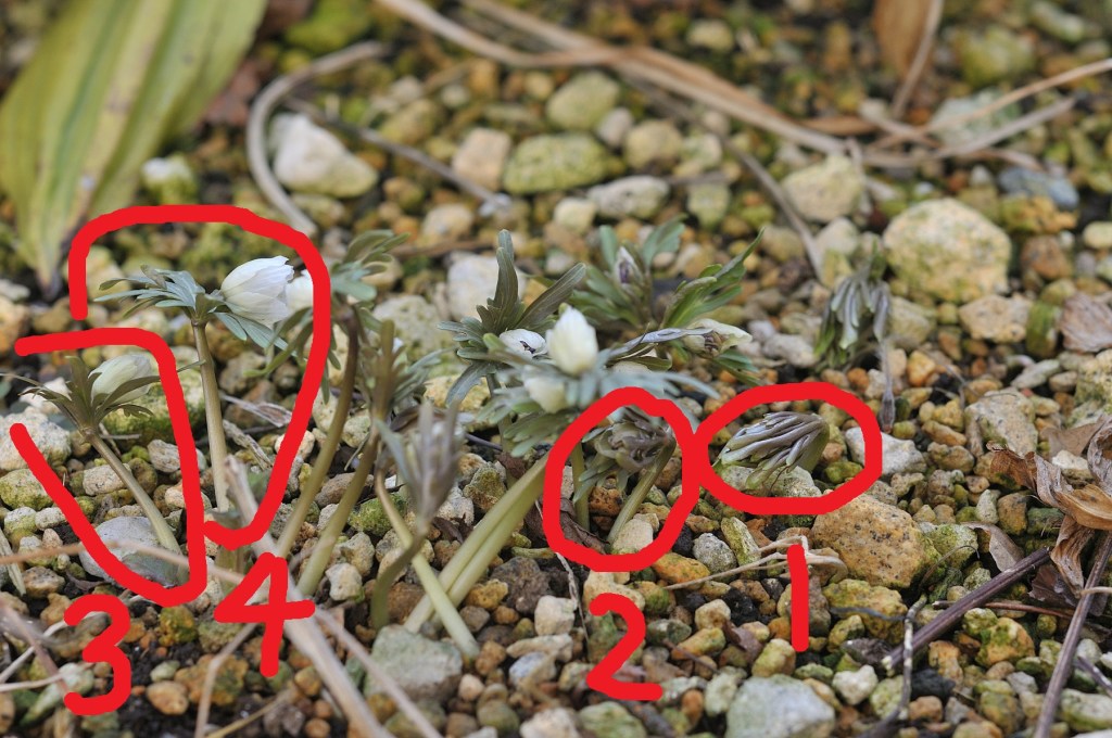 セツブンソウのつぼみ