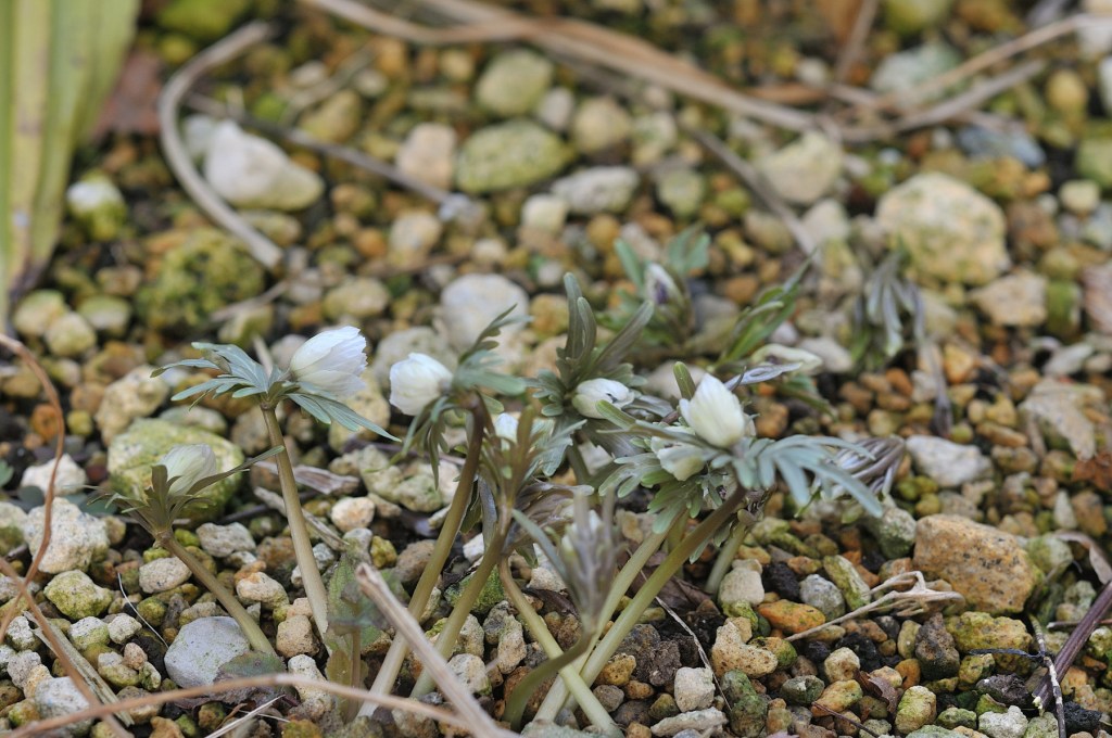 セツブンソウの芽出し