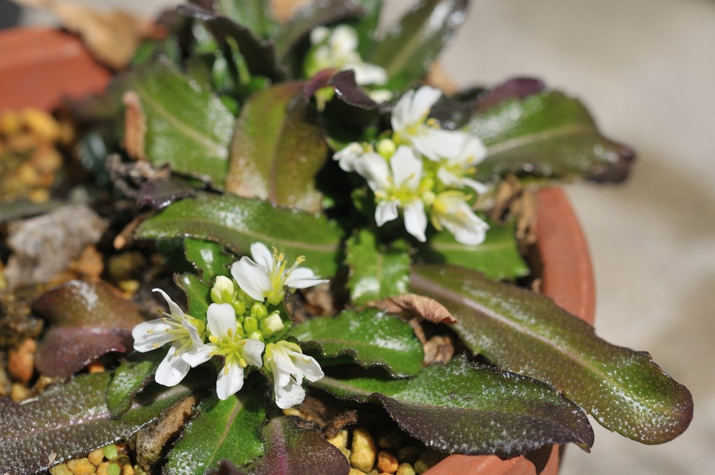 エゾノイワテハタザオ