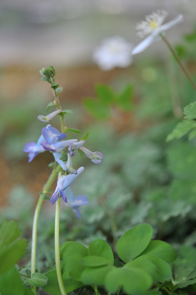 エゾエンゴサクとニリンソウ
