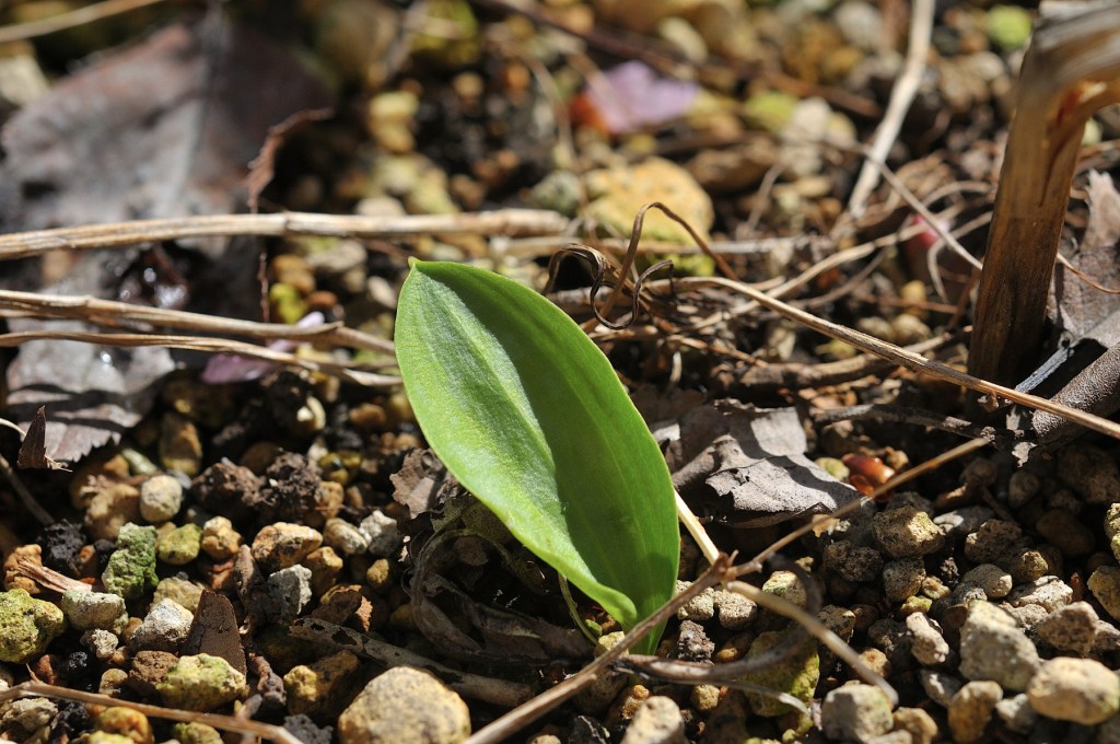 カタクリの白花の葉っぱ