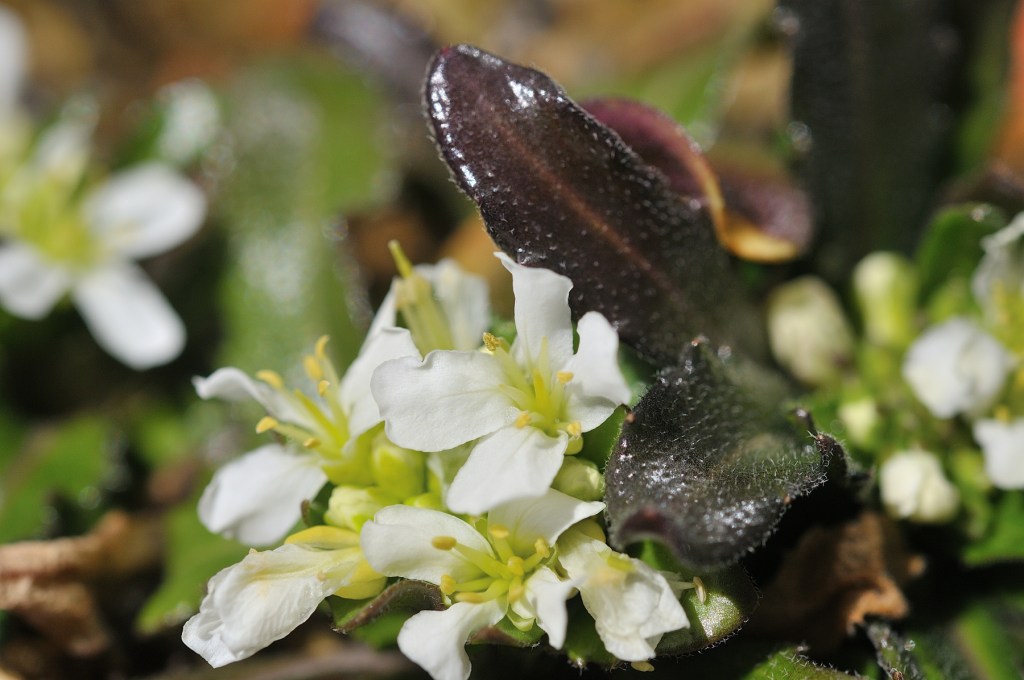 エゾノイワテハタザオ