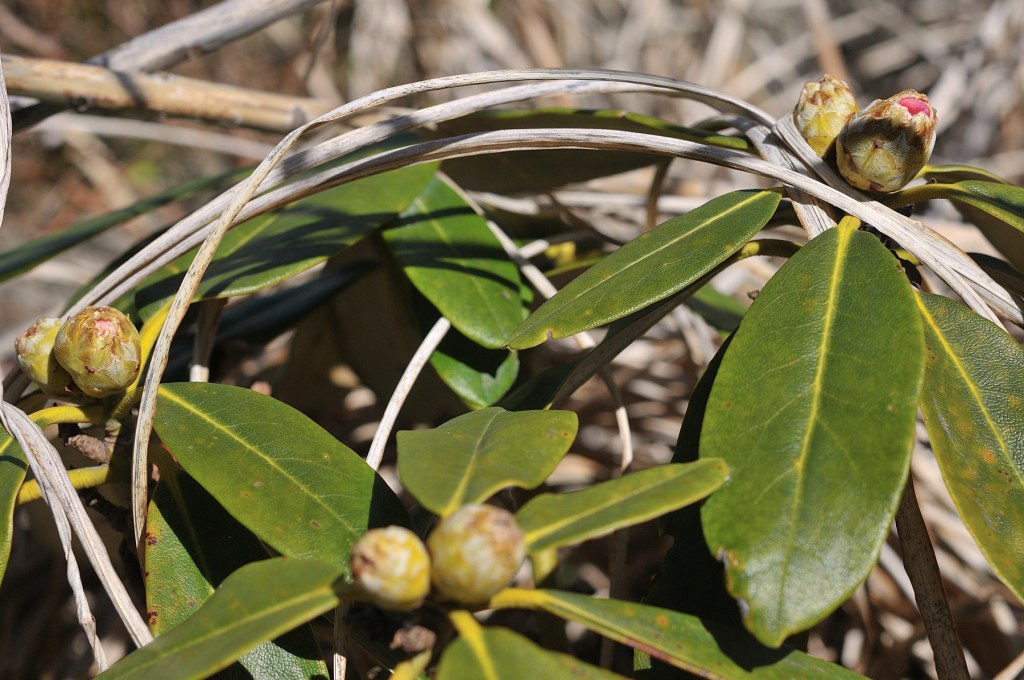ホンシャクナゲ・立山桜