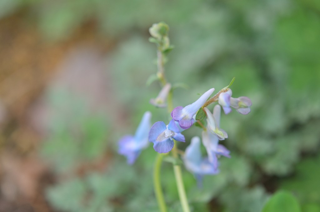 エゾエンゴサク