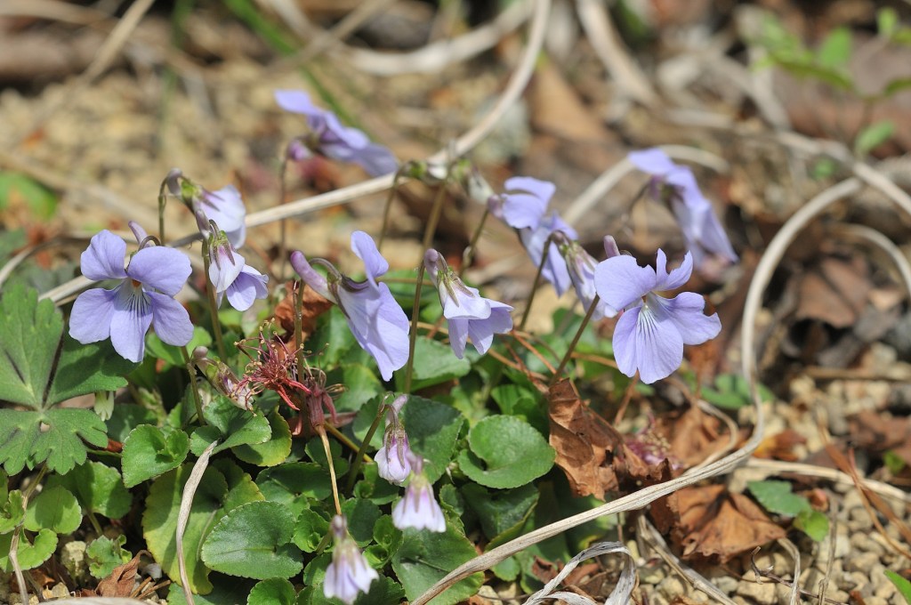 タチツボスミレ