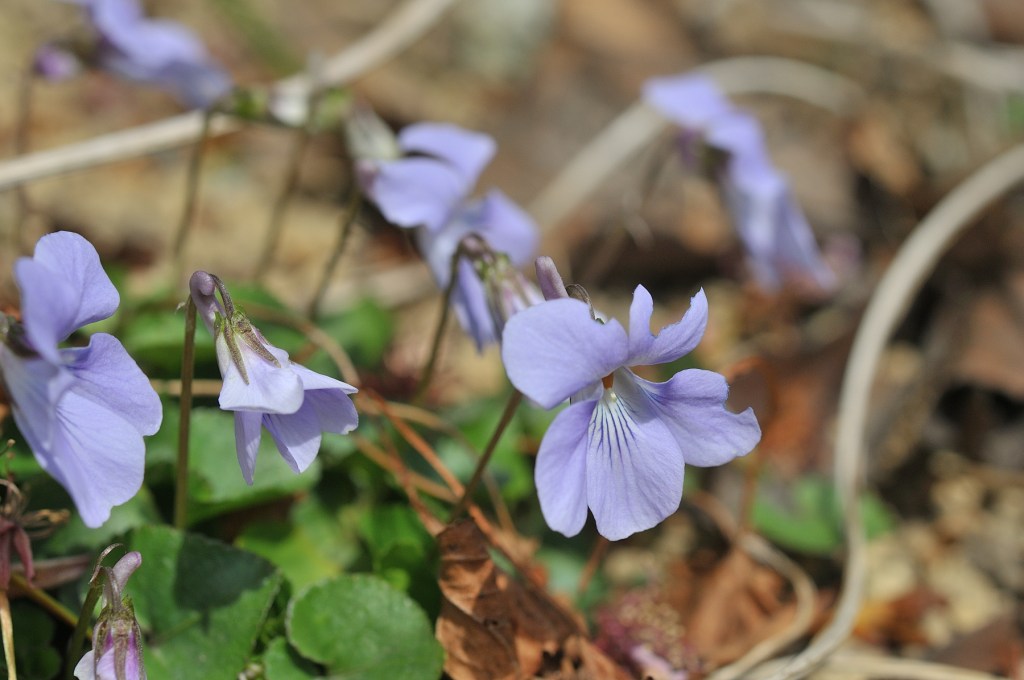 タチツボスミレ