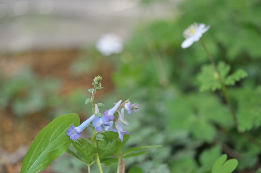 エゾエンゴサクとニリンソウ