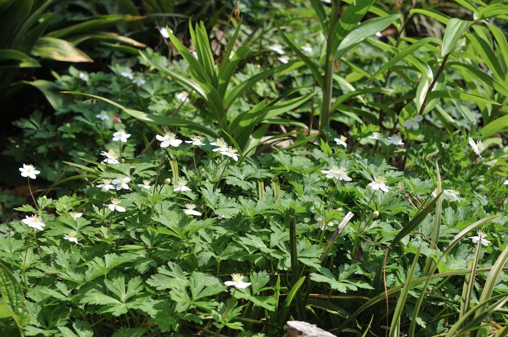 ニリンソウの群落
