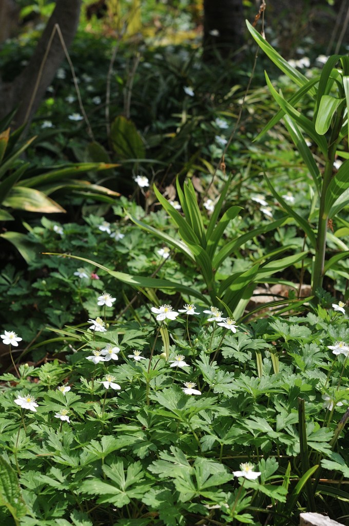 庭のニリンソウ