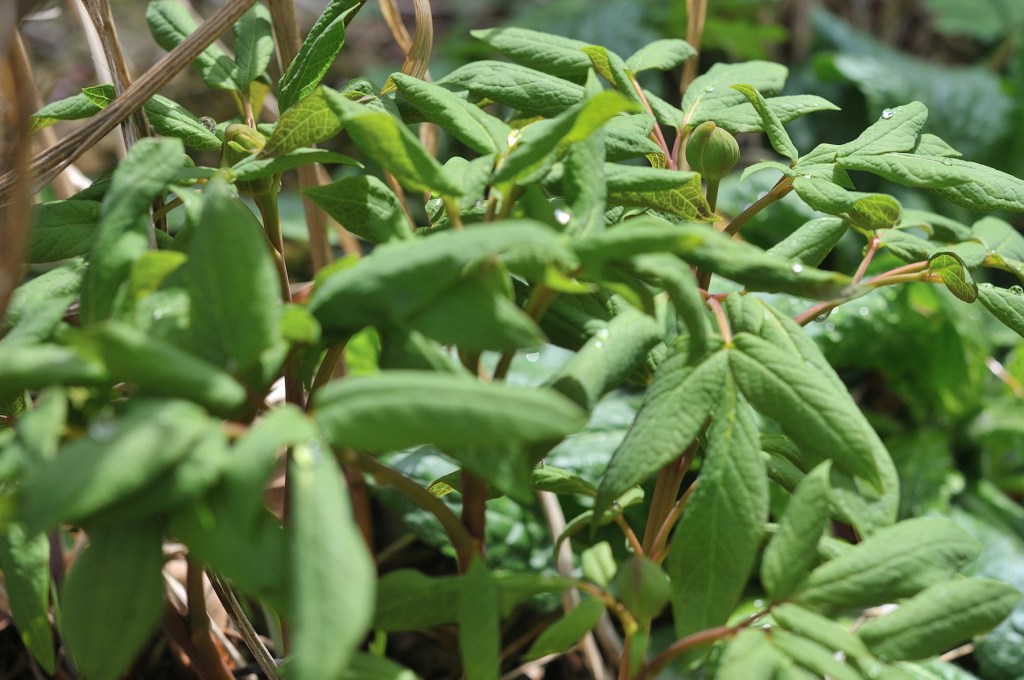 山芍薬のつぼみ