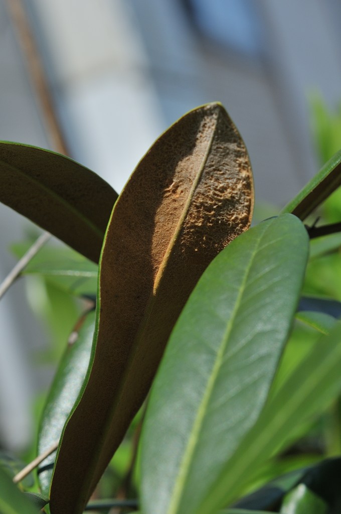 ツクシシャクナゲの裏毛