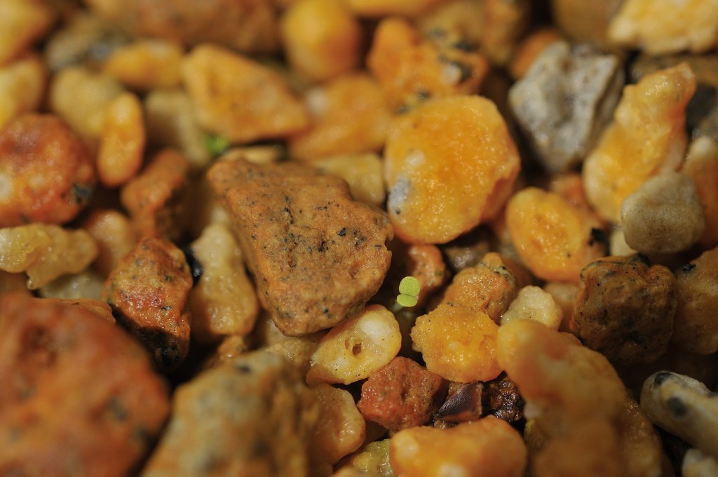 ツガルミセバヤの発芽