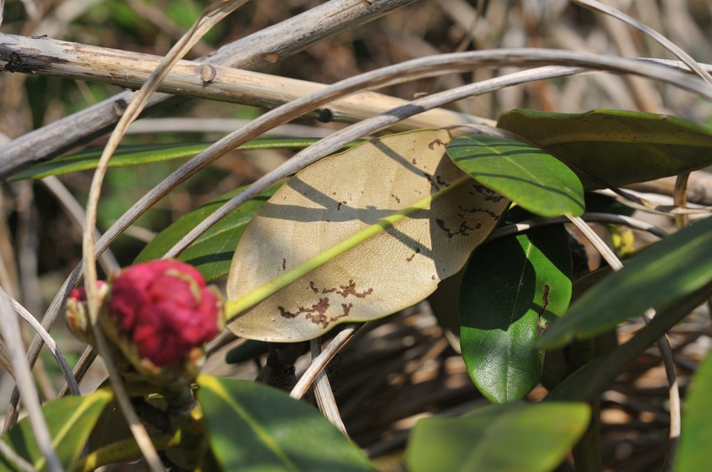 ホンシャクナゲの葉っぱの裏