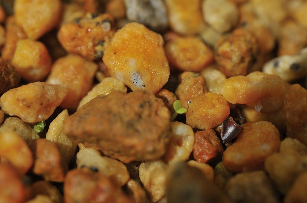 ツガルミセバヤの発芽