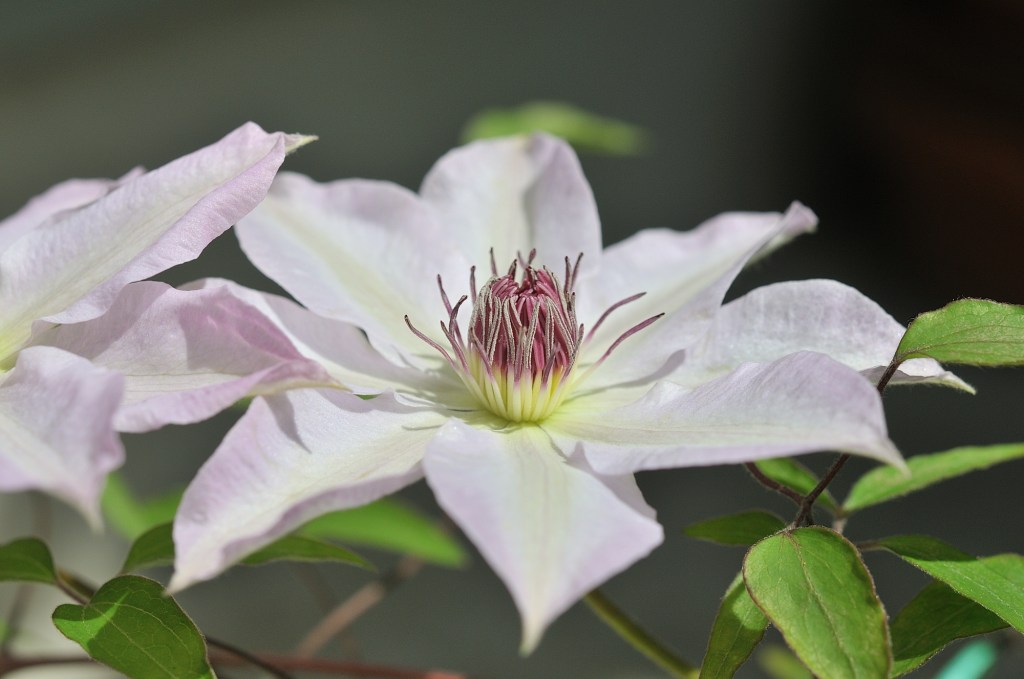 かざぐるまの花です