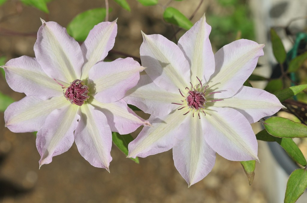 原種カザグルマです