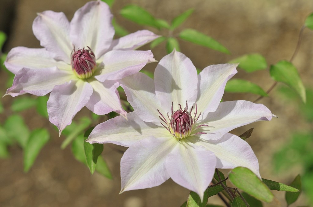 カザグルマ桃色