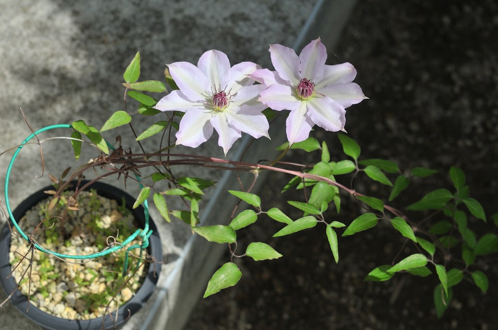 桃色のカザグルマ