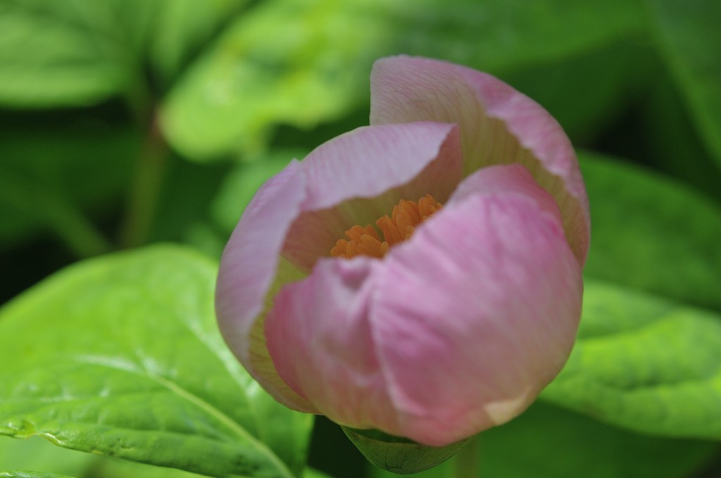 ベニバナヤマシャクヤク