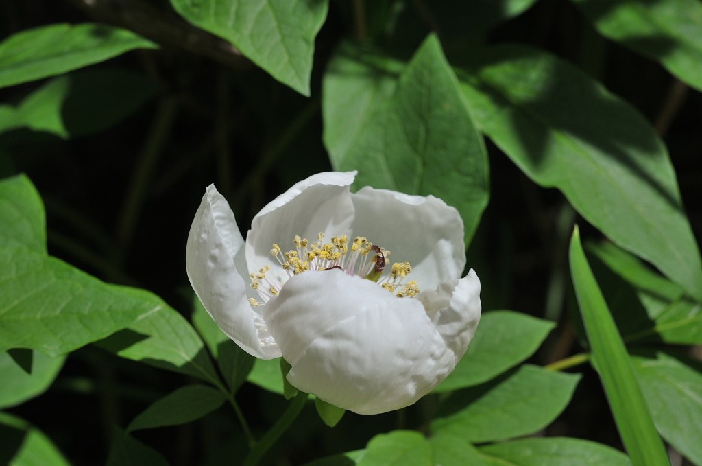 ヤマシャクヤク